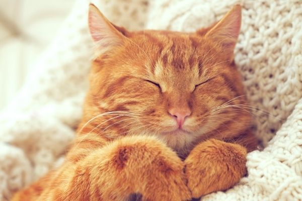 Combien d'heures de sommeil pour un chat ?