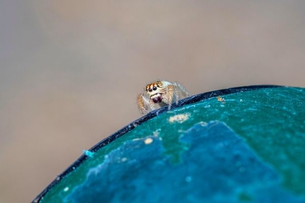 Combien mange-t-on d’araignées la nuit ?